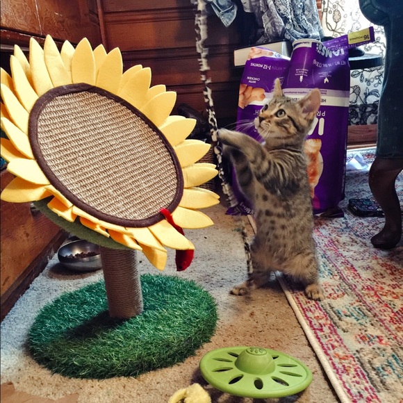 PSA : My Furry Friends - Picture 4 of 12